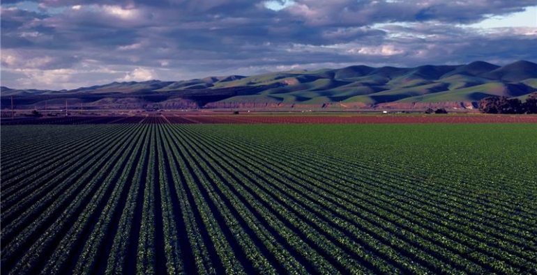 Impactos da reforma tributária nas cooperativas agropecuárias e na distribuição de agroinsumos